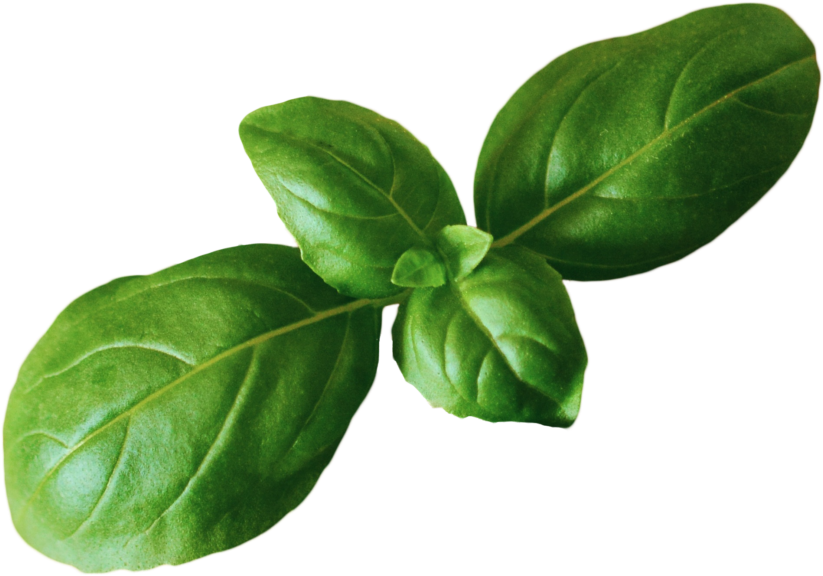 Basil